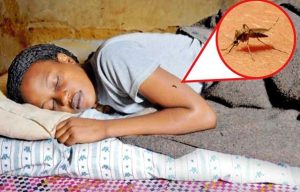 Read more about the article Uganda Among Six States With Half of World’s Malaria Cases