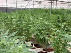 Read more about the article Govt releases tough guidelines for companies seeking to grow marijuana