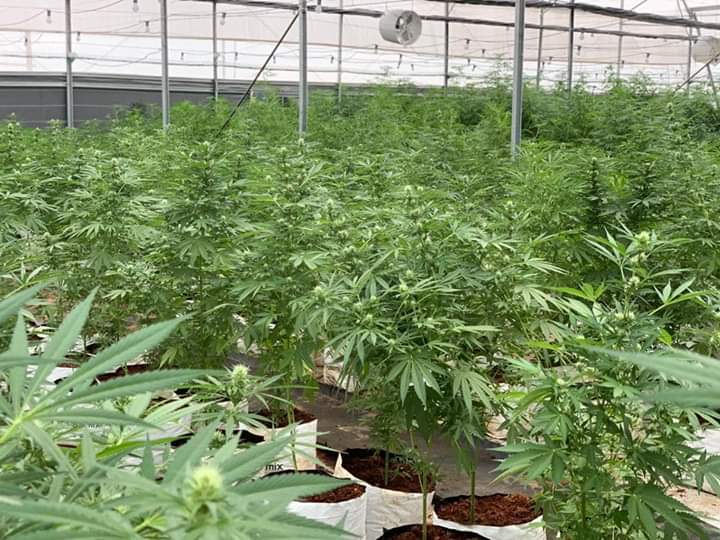 Read more about the article Govt releases tough guidelines for companies seeking to grow marijuana