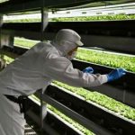 Grown from necessity: vertical farming takes off in ageing Japan