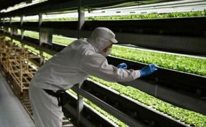 Read more about the article Grown from necessity: vertical farming takes off in ageing Japan