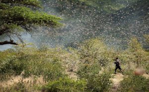 Read more about the article Gov’t Sets Aside UGX 11b to Fight Desert Locusts