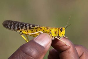 Read more about the article Desert locusts reported in South Sudan