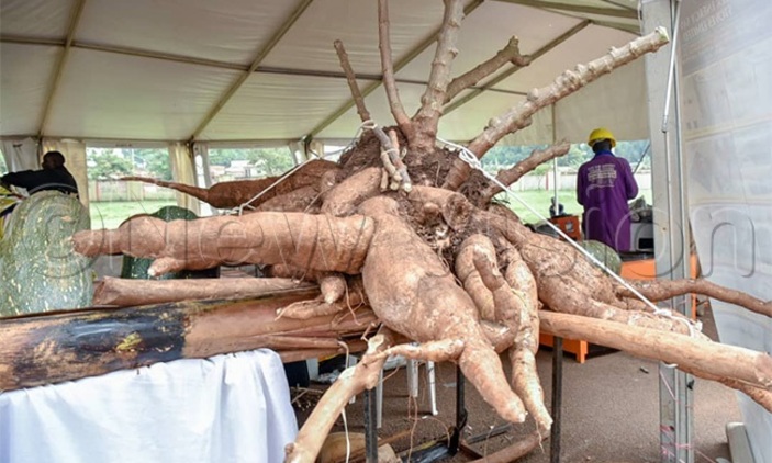 Read more about the article All set for Harvest Money Expo