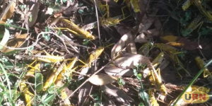 Read more about the article No Money to Fight Desert Locusts in Kole District