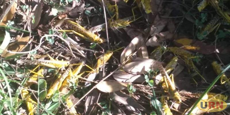 You are currently viewing No Money to Fight Desert Locusts in Kole District