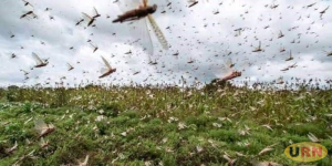 Read more about the article Desert Locusts Spread to Four Districts in Karamoja