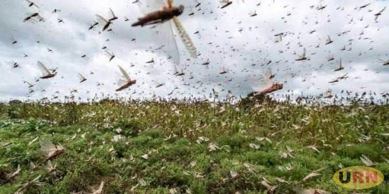 You are currently viewing Desert Locusts Spread to Four Districts in Karamoja