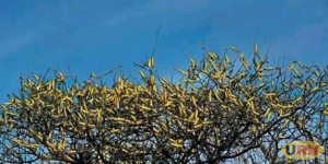 Read more about the article Desert Locusts Invade Abim, Katakwi Districts