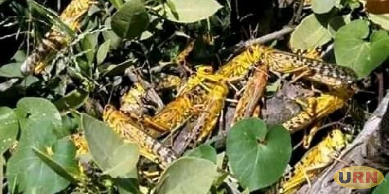You are currently viewing Desert Locusts Sighted in Kotido