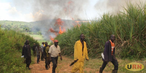 Read more about the article Kakira Sugarcane Plantation Set Ablaze