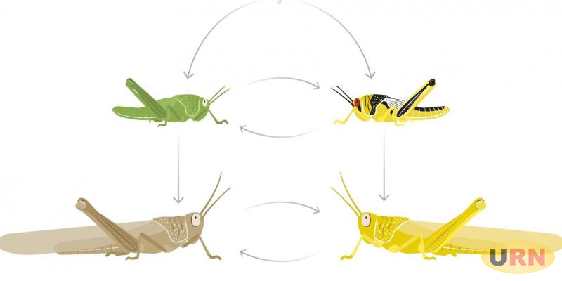 You are currently viewing Desert Locusts Not Destructive-Minister Rwamirama