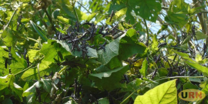 Read more about the article Locust Look Alike Insects Invade Luweero