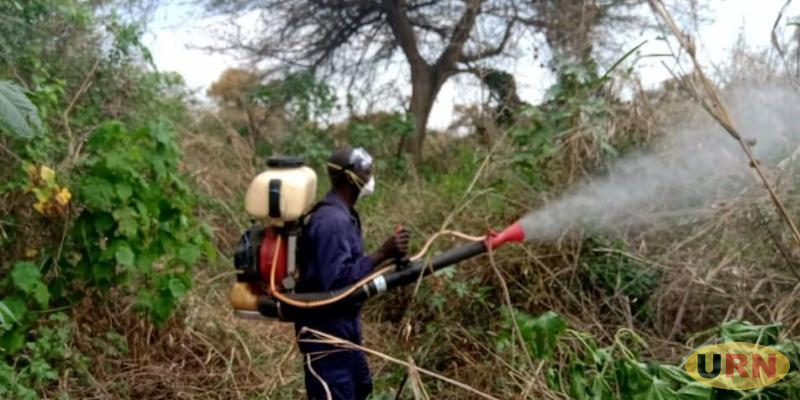 You are currently viewing Aerial Locust Spray Unsustainable- Expert
