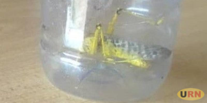 Read more about the article Isolated Locusts Sighted In Nakasongola District