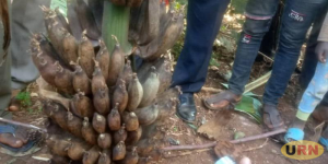 Read more about the article Strange Banana Disease Hits Rwampara District