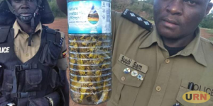 Read more about the article Desert Locusts Sighted in Bukwo, Kween, Busia Districts