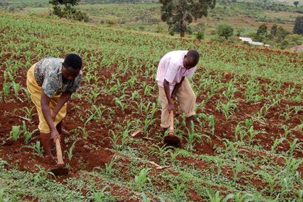Read more about the article Don’t start planting, meteorologists tell  farmers