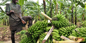 Read more about the article Farmers Should Continue Going to Gardens – Minister