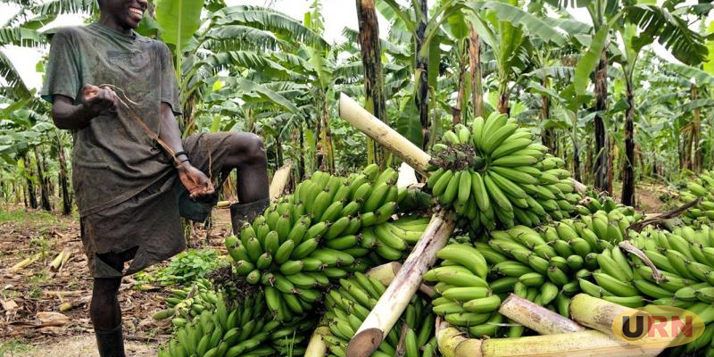 Read more about the article Farmers Should Continue Going to Gardens – Minister