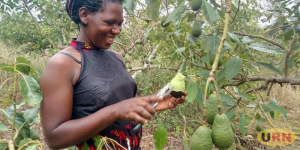 Read more about the article MPs Want NAADs to Distribute Hass Ovacado Seedlings to Farmers