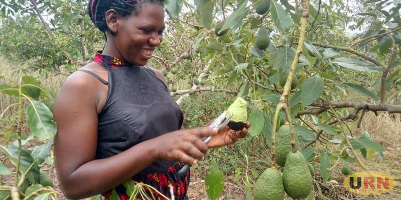 You are currently viewing MPs Want NAADs to Distribute Hass Ovacado Seedlings to Farmers