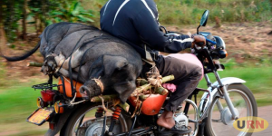 Read more about the article Pork Consumers Substantially Exposed to ARVs-Study