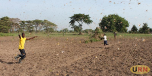 Read more about the article New Breed of Desert Locusts Invades Kumi District