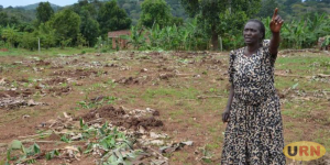 Read more about the article Ten at Large for Destroying Banana Plantation