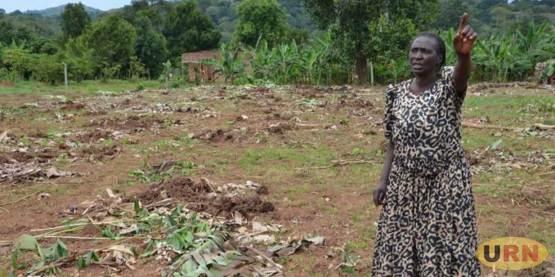 You are currently viewing Ten at Large for Destroying Banana Plantation