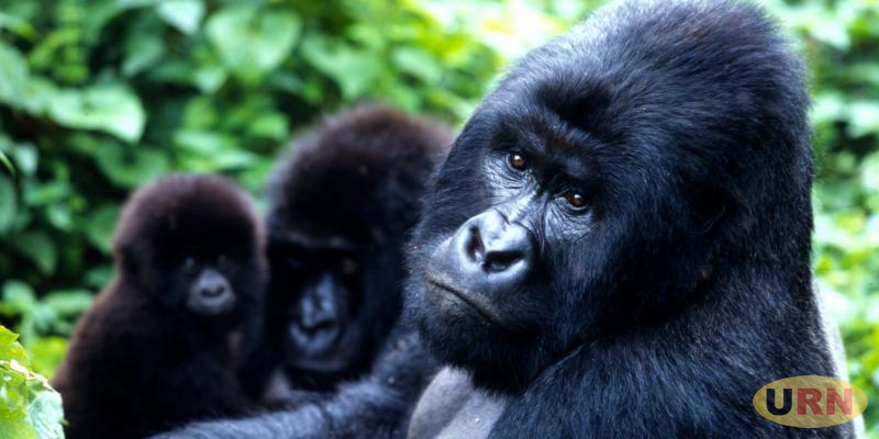 Read more about the article Museveni Insists Uganda’s Economy Will Not Be Hit