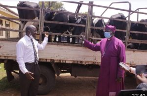 Read more about the article Poverty eradication: Museveni donates 8 heifers to Mukono Diocese