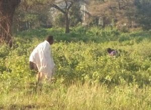 Read more about the article Moroto cholera infections hit 260 as residents continue defecating in open places