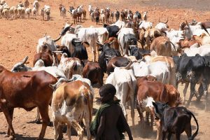Read more about the article UPDF accuses Karamoja leaders of facilitating cattle raids