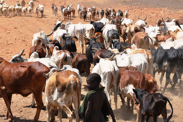 You are currently viewing UPDF accuses Karamoja leaders of facilitating cattle raids