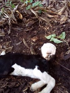 Read more about the article Man shocked as mutant goat born with four eyes and four nostrils