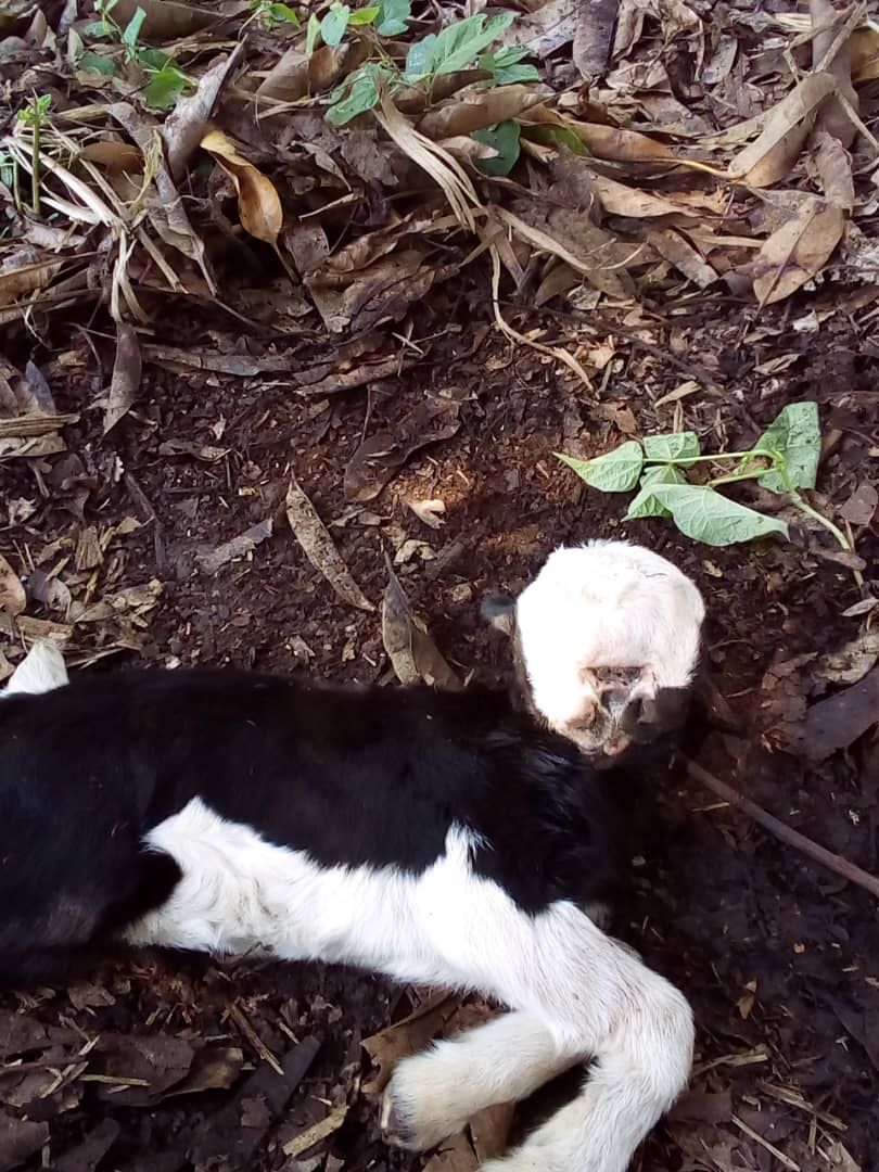 Read more about the article Man shocked as mutant goat born with four eyes and four nostrils