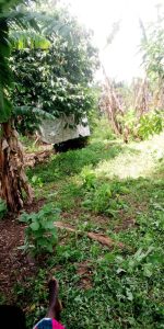 Read more about the article Primary Teacher Commits Suicide in Kagadi