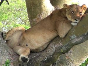 Read more about the article Four men arrested, confess killing six lions in Queen Elizabeth