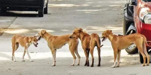 Read more about the article Stray Dogs Invade Kakumiro District