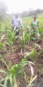 Read more about the article Farmers in Kibaale Panic as African Armyworms Ravage Crops, Pastures