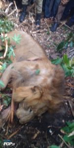 Read more about the article UWA Halts Search for Stray Lions In Kagadi