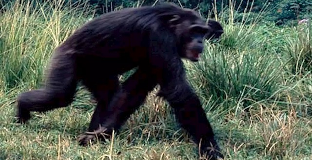 Read more about the article Stray chimpanzee injures 1 year old boy in Kagadi