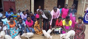 Read more about the article Kagadi women groups receive piglets to beat poverty