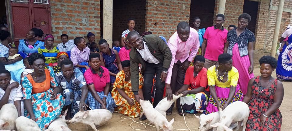 Read more about the article Kagadi women groups receive piglets to beat poverty