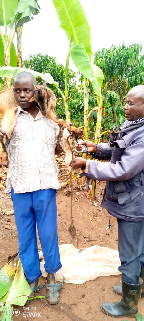 Read more about the article Man arrested for stealing, hiding goat in a Pit Latrine