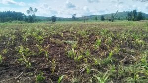 Read more about the article Maize Farmers in Kagadi Cry Foul over Fake Agro Inputs