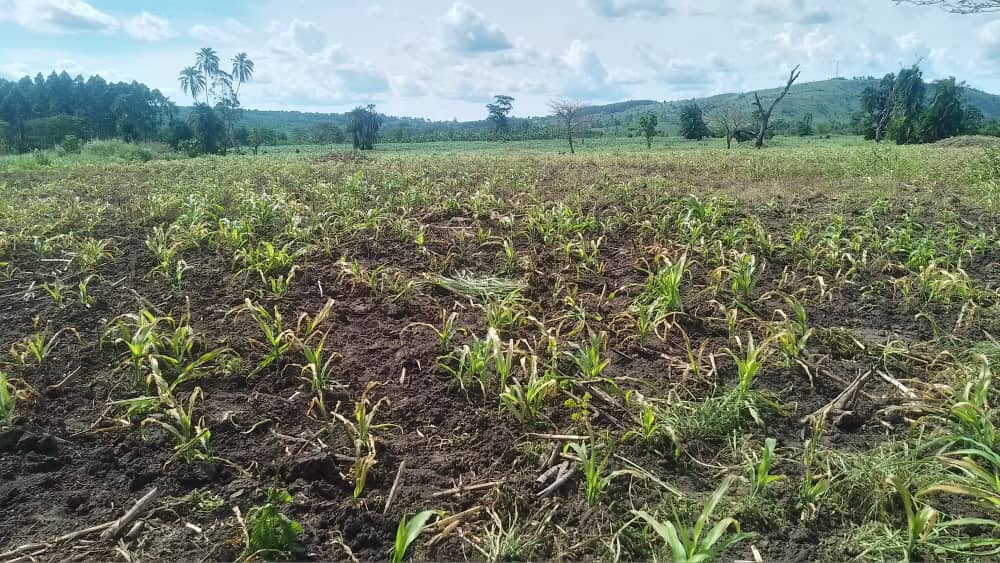 Read more about the article Maize Farmers in Kagadi Cry Foul over Fake Agro Inputs