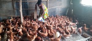 Read more about the article From Humble Beginnings to Millionaire: Nakamya Kusemererwa’s Poultry Success Story